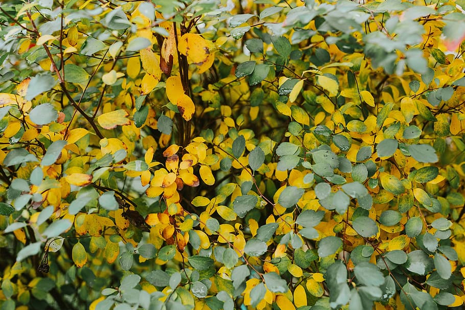 yellow-background-green-leaves.jpg